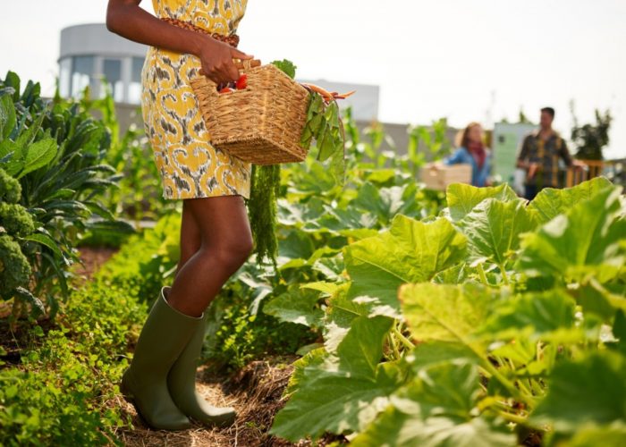 woman-harvesting-fresh-vegetables