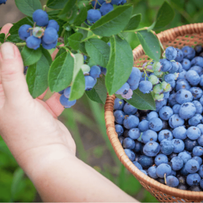 2. Eat from the Living Trees - blueberries