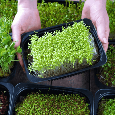 3. Growing Micro-greens at Home