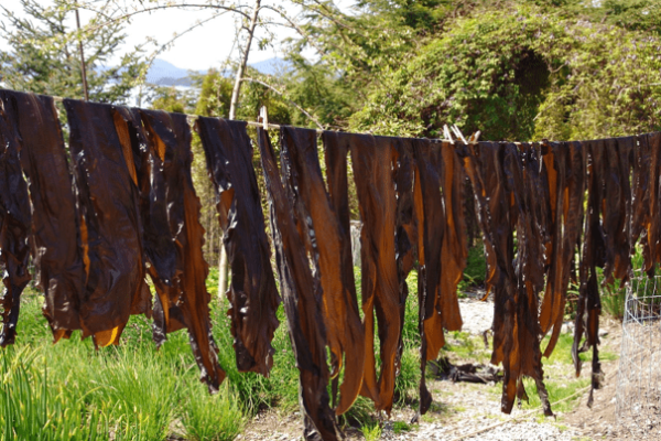 Air-drying Seaweed