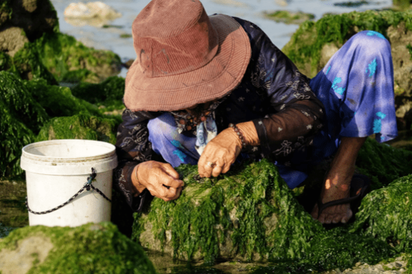 Harvesting Seaweed from Rock Cervices