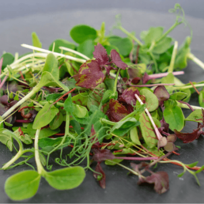 Micro-green salad