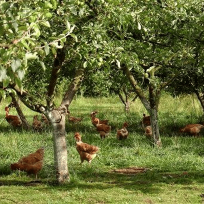 Permanent Agriculture Food Forest